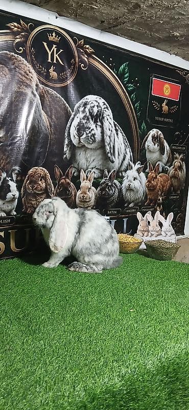 хомяк джунгарик: Порода: баран (lop) — декоративный кролик с висячими ушами. Окрас — 3
