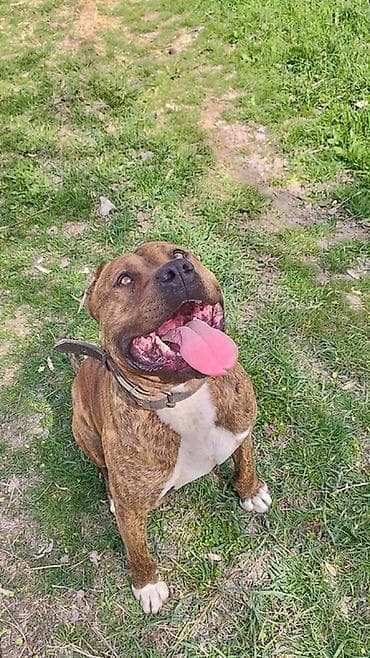 рр питбуль: Продаются чистокровные щенки Питбуля щенки крупные, здоровые и — 7