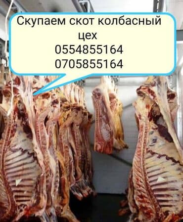 купить собаку объявления: Скупаем скот на мясо и вынужденный забой в колбасный цех!!! Этке уй — 2