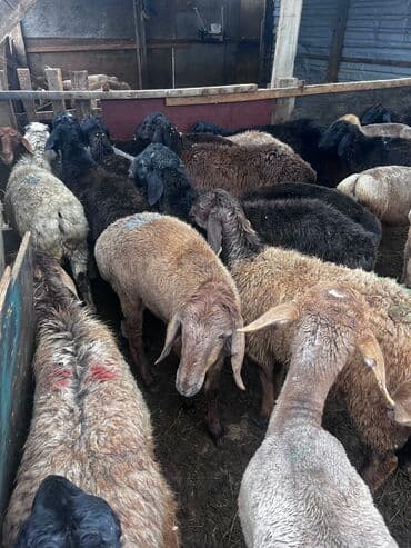 срочно в связи с переездом: Продаю | Баран (самец) | Для разведения | Кастрированные — 3