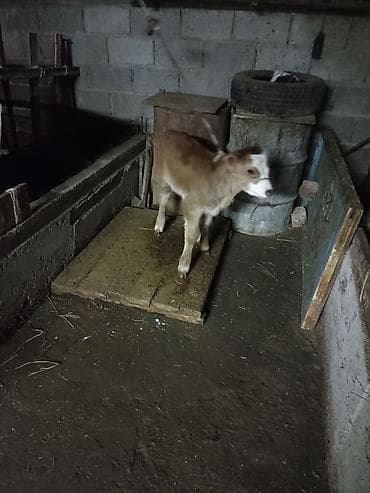 Продаю | Музоо, торпок | На откорм | Искусственник