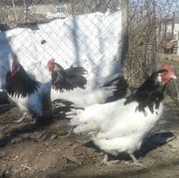 где купить инкубационное яйцо породистых кур: Лакефельдер — 1