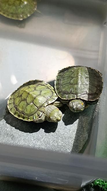 черепашки маленькие купить: Молодые красноухие черепашки (Trachemys scripta elegans), 150 за шт. в — 6