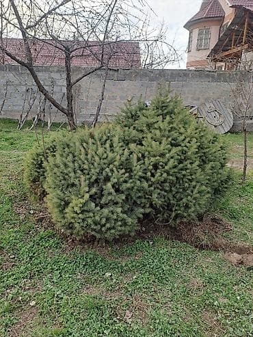 купить кустарники декоративные: Ель (колючая/обыкновенная) декоративная, сформированные кусты и — 3