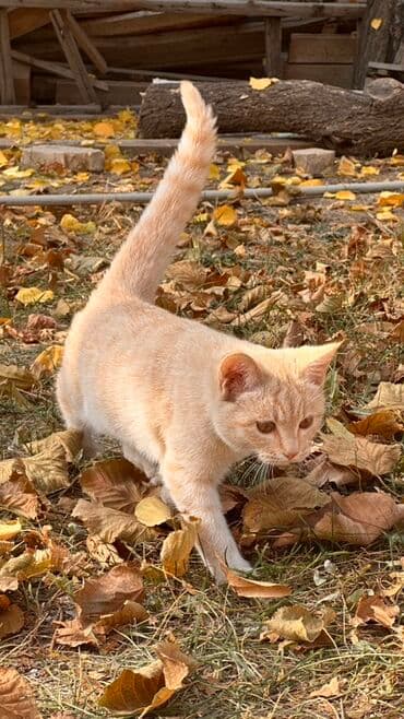 во сколько месяцев стерилизовать кошку: Беспородная, 4 месяца, Девочка, Рыжий, Приучена к лотку — 2