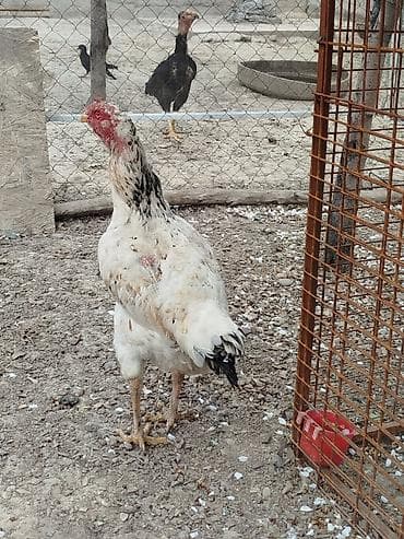 продам курей: Дакан мекиштер сатылат активный 8 штук бар алмашу жолдору бар жемге — 6