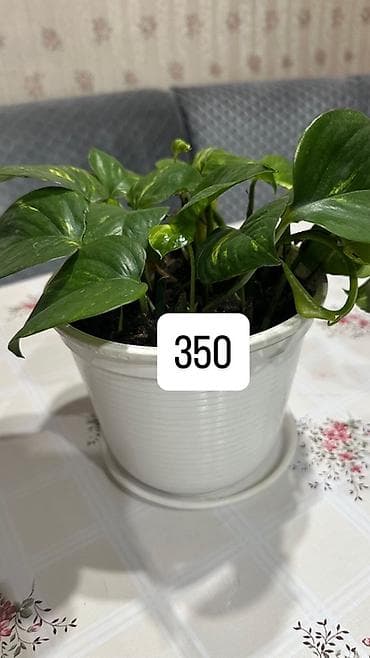 плющ комнатный: Эпипремнум (Scindapsus, “плющ-потос”) в горшках. Варианты: - Куст с — 3