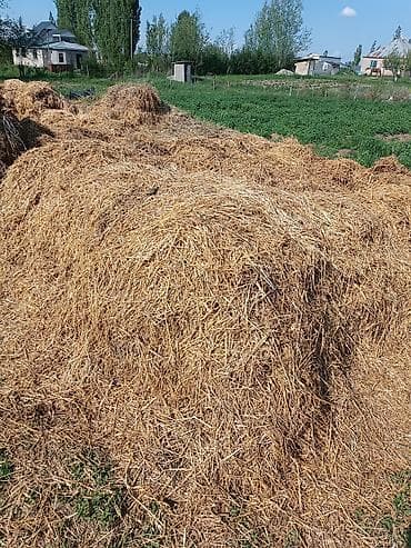 продаю кролов: Саман тук менен. Эндей да сатылат — 4