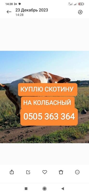 Куплю | Коровы, быки, Лошади, кони, Другие с/х животные | Круглосуточно, Любое состояние, Забитый