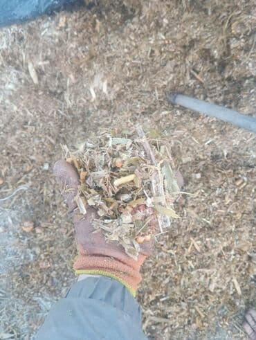 арпа сатылат: Силос с початкой — 1