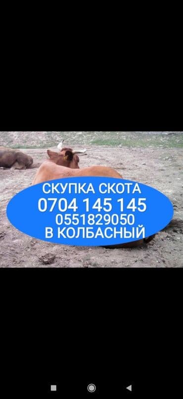 продам бу оборудование для птицефабрики: Куплю | Коровы, быки, Лошади, кони, Другие с/х животные | Круглосуточно, Любое состояние, Забитый — 1