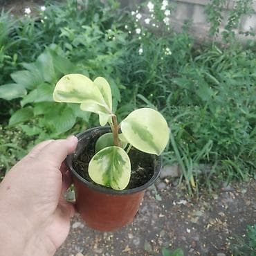 геран: Пеларгония (герань) в горшках + пеперомия вариегатная (Peperomia — 3