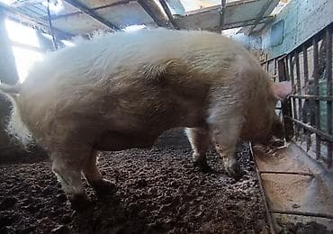 Лошади, кони: Продаю | Хряк (самец) | Крупная белая | Для разведения | Осеменитель — 1