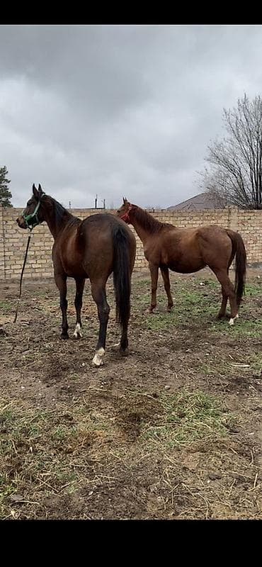 узи для лошади: Продаю | Кобыла (самка) | Английская | Для разведения | Племенные — 3