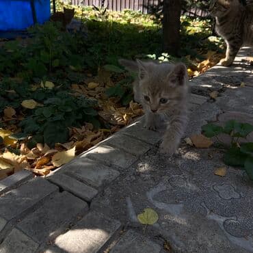 продажа щенков немецкой овчарки в бишкеке с документами: Котята, помёт разноокрасочный. Описание: - Возраст: на вид несколько — 7