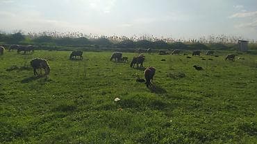 американская короткошерстная кошка купить: Продаю | Овца (самка) | Для разведения | Матка — 1