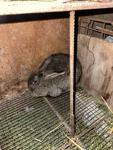 дикаративные кролики: Продаю | Крольчата | Декоративная | Для разведения — 3