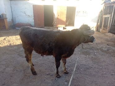 дойних коров: Продаю | Тёлка | Для разведения | Нетель — 6