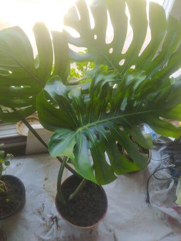 мантышницы бишкек: Монстера — 3