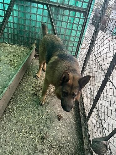 кобыла бее: Немецкая овчарка, отдам даром кобель. черно‑рыжий окрас привит,есть — 1