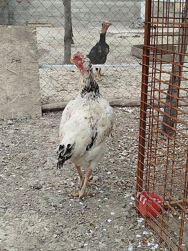 продам курей: Дакан мекиштер сатылат активный 8 штук бар алмашу жолдору бар жемге — 7