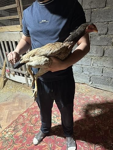 даканн: Продаю | Куры | Бойцовая | Для разведения — 3