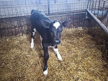 кролик мини лоп: Продаю | Тёлка | Голштин, Швицкая | На откорм, Для разведения, Для молока | Искусственник — 1