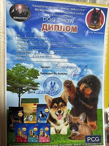 шотландская кошка бишкек: Щенки французского бульдога - Порода: французский бульдог - Окрас — 7