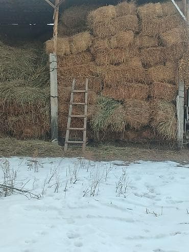 Зоотовары: Предлагаются к продаже тюки сена, аккуратно сложенные и готовые к — 1