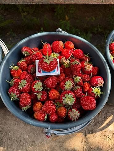 аджва финики цена: Клубника кулпунай сорт черный принц Принимаю заказы на рассаду — 1