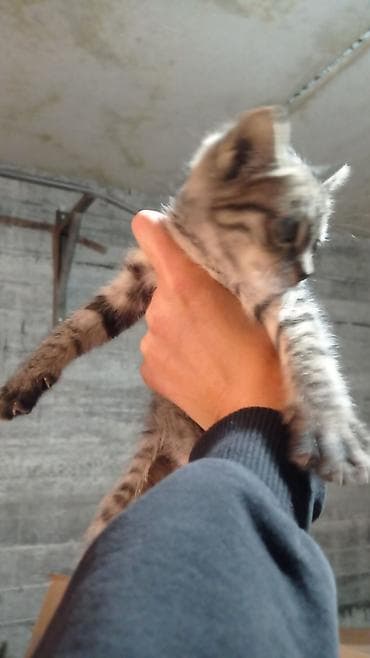 котята сибирской кошки купить: ОТДАМ В ДОБРЫЕ РУКИ Котята-полосатики - Описание: игривые — 3