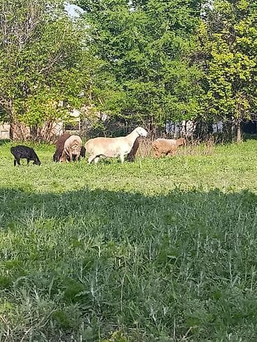 Сатам | Ургаачы кой (ургаачы) | Союуга, Көбөйтүү үчүн, Жүн үчүн | Ургаачы, Бооз — 2