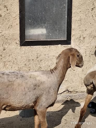 сколько стоят сфинксы кошки: Продаю | Овца (самка) | Для разведения | Матка — 2