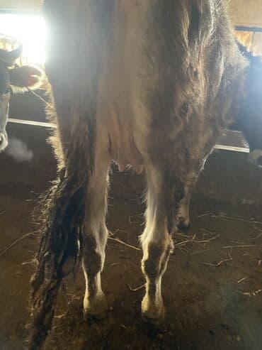 карова талас: Продаю | Корова (самка) | Для разведения, Для молока — 5