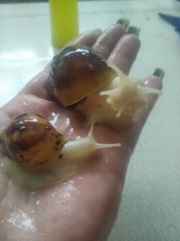 Грызуны: Ахатины .разного возраста .Проглистованы.Здоровые.Активные. Есть4 — 9