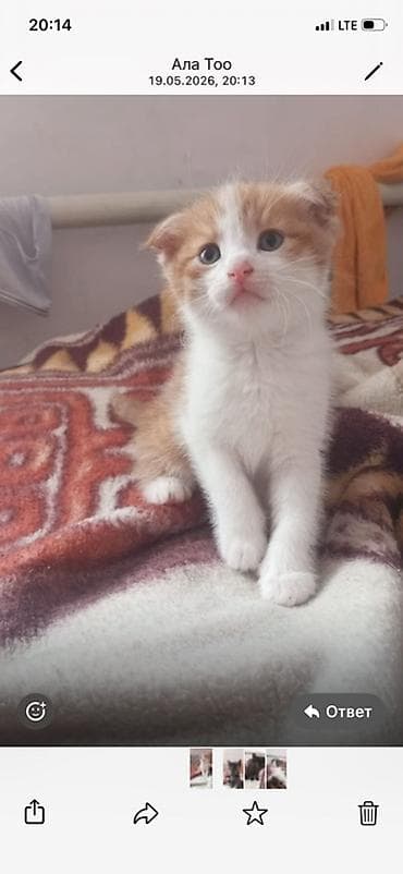 шотландская кошка цена: Здравствуйте Шотландский котёнок 1 месяц 3 недель и ровно Котёнок — 4