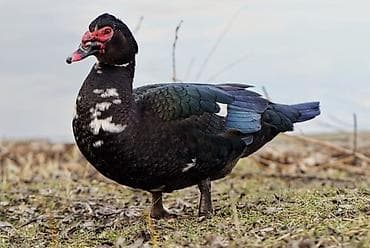 Мускусная утка (индоутка), 1шт корозу бар 1500сом