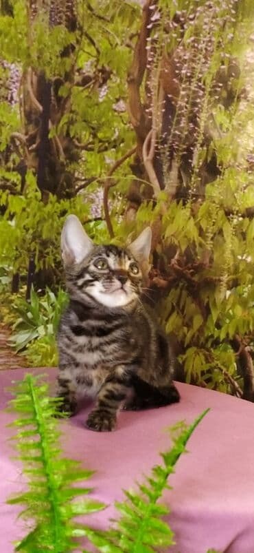 новорожденные котята: Друзья !!! питомник Бен Гла Мур с радостью предлагает новый помет. от — 8