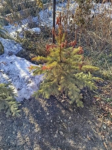 Отун: Көчөттөр дарактардын: Карагайлар, Өзү алып кетүү, Акысыз жеткирүү, Акылуу жеткирүү — 4