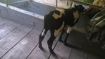 бенгальская кошка домашняя: Продаю | Музоо, торпок | На откорм | Привязанные — 2