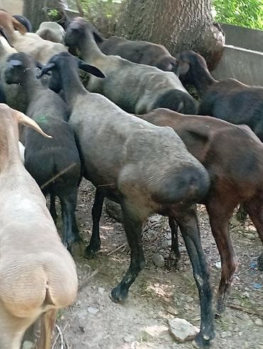 курдючные бараны: Продаю | Овца (самка) | Для разведения | Племенные — 5