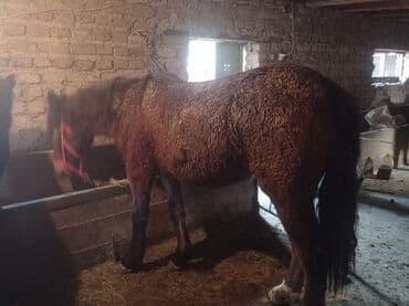 дойних коров: Продаю | Жеребенок | Для разведения | Племенные — 1