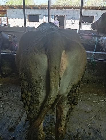 Продаю | Корова (самка) | Швицкая | Для молока | Привязанные at lalafo.kg Продаю | Корова (самка) | Швицкая | Для молока | Привязанные