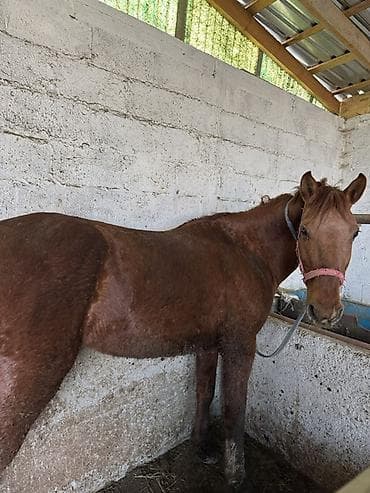 Индюки: Продаю | Кобыла (самка) | Дончак | Для разведения — 1