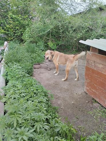 Собака-компаньон и охранник двора - Порода: метис средне-крупного