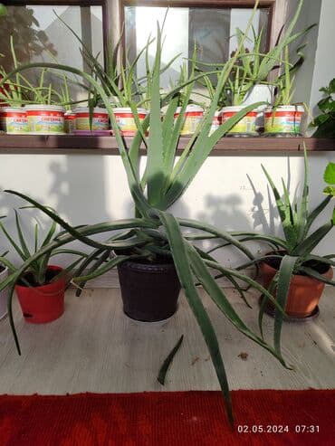 пекинская капуста цена бишкек: Комнатные цветы — 6