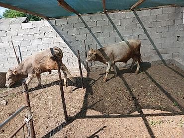 сокол купить: Продаю | Бык (самец) | Аулиекольская — 2
