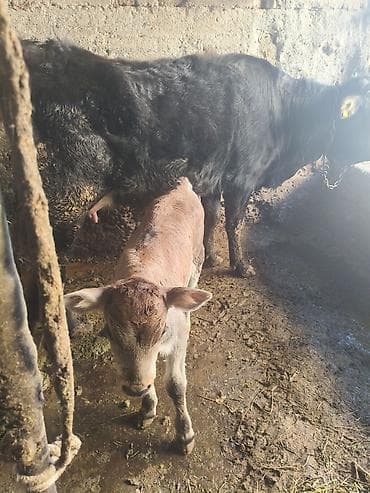 боос кой: Продаю | Тёлка | Для разведения — 7