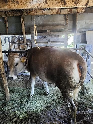 продам козу дойную: Продаю | Корова (самка) | Для разведения — 3