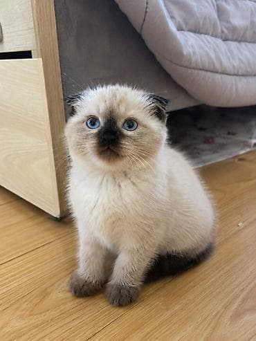шотландские котята: Шотландский ( Скотиш фолд) котёнок с ярко-голубыми глазами и окраса — 2